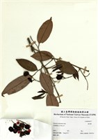 藏品(黃羌樹)的圖片